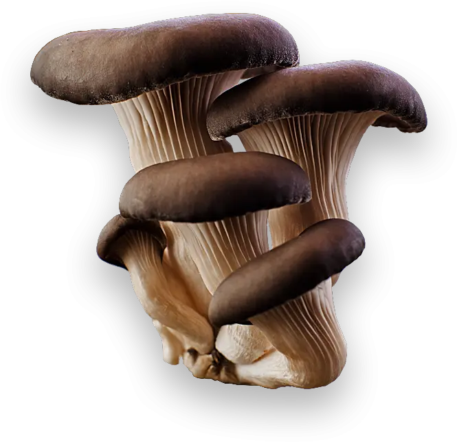  Mushroom Png Image Oyster Mushroom Png Grey Mushroom Transparent Background