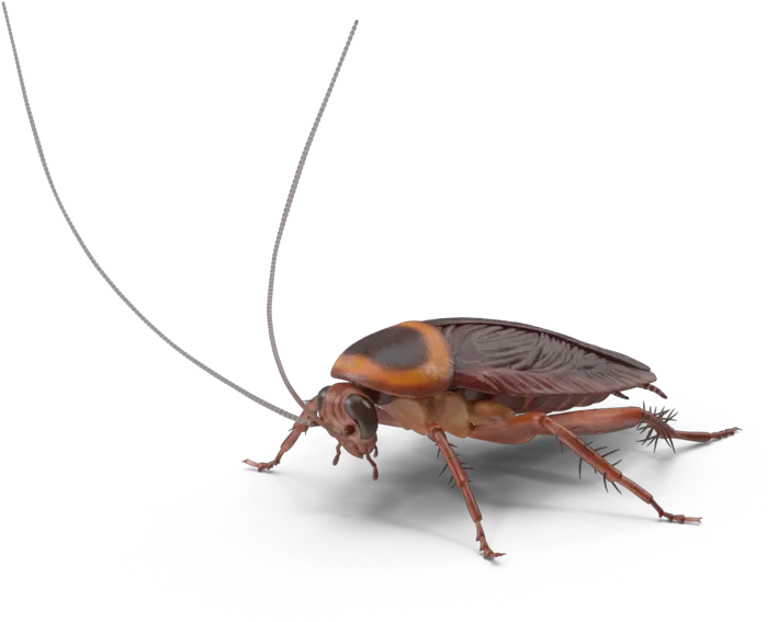  Cockroaches Pest Library Longhorn Beetle Png Cockroach Transparent