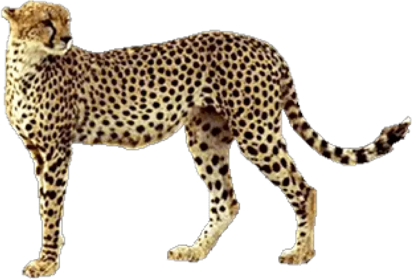  Free Transparent Png Images On Cheetah