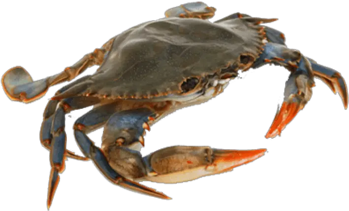  Free Transparent Png Images On Crab