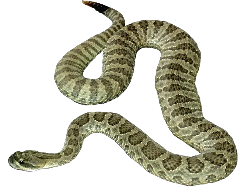  Snake Png Image Picture Download Free Transparent Background Snake Transparent Snake Scales Png