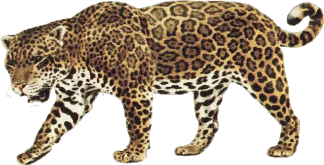  Jaguar Transparent Background Jaguar Clip Art Png Jaguar Png