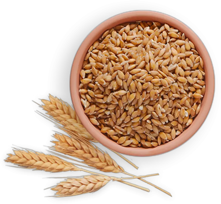  Download Wheat Png Images Background Wheat Hd Images Free Wheat Transparent Background