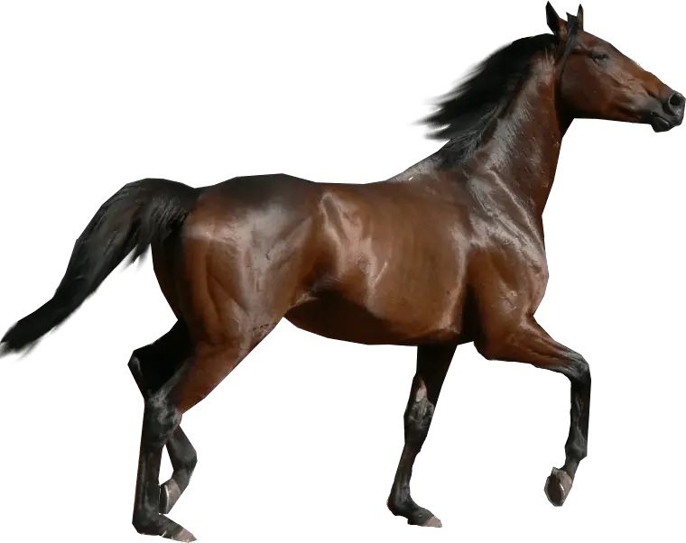  Horse Sideview Transparent Png Transparent Background Horse Png Horse Running Png