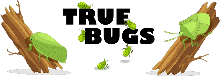  True Bug Png Free Image All Illustration Hops Png