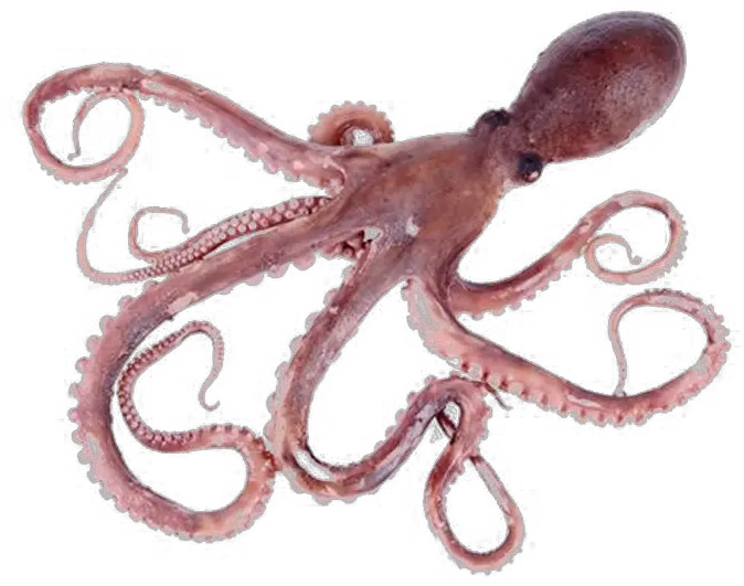  Octopus Png Pic Transparent Background Octopus Png Octopus Png