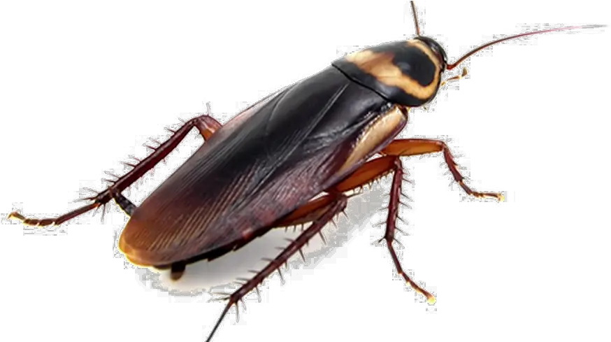  Cockroach Png Transparent Photo Does A Cockroach Look Like Cockroach Png