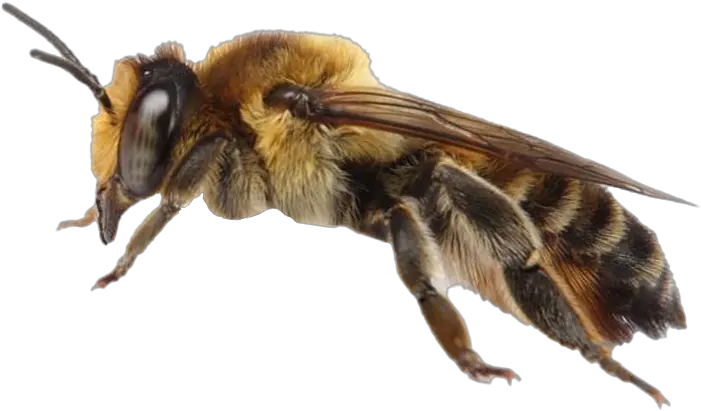  Bee Png Transparent Images Free Honeybee Bee Transparent Background