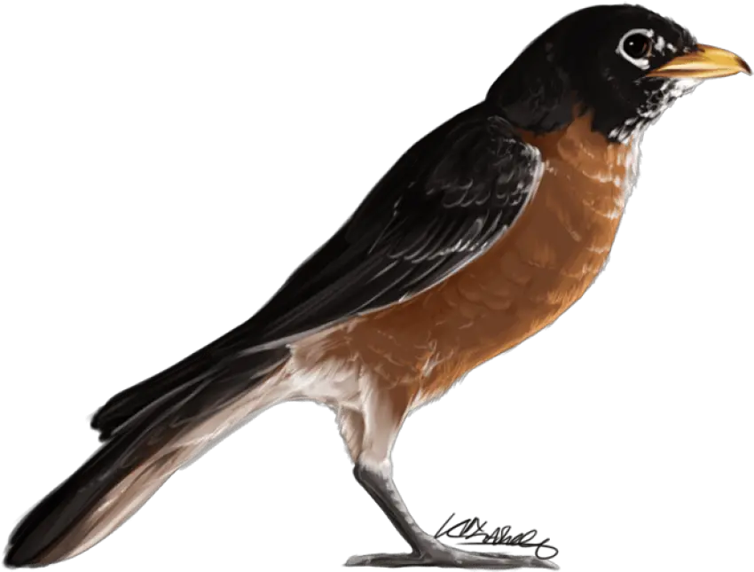  American Robin Png Transparent American Robin Bird Png Robin Transparent