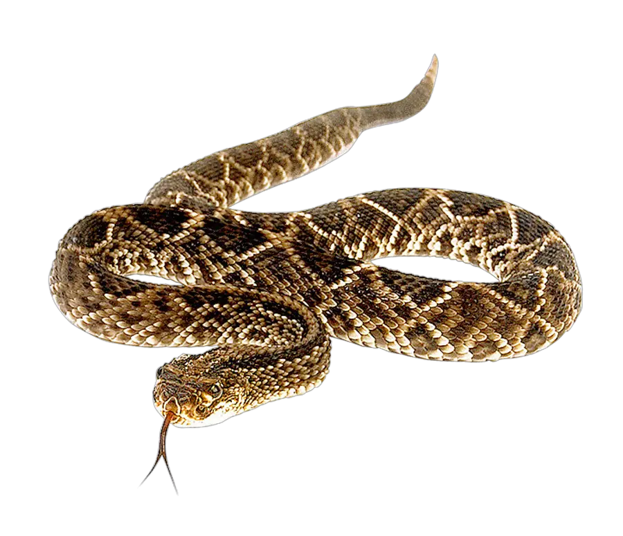  Download Snake Free Png Transparent Image And Clipart Eastern Diamondback Rattlesnake Png Snake Transparent Background