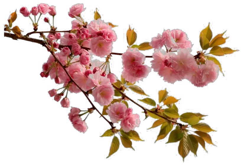  Png Images Transparent Free Download Chinese Cherry Blossom Png Real Rose Png