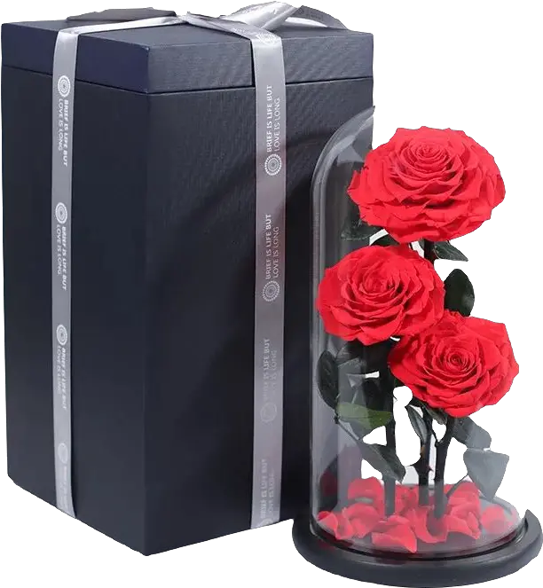  China Real Rose Manufacturers And Suppliers Garden Roses Png Real Rose Png