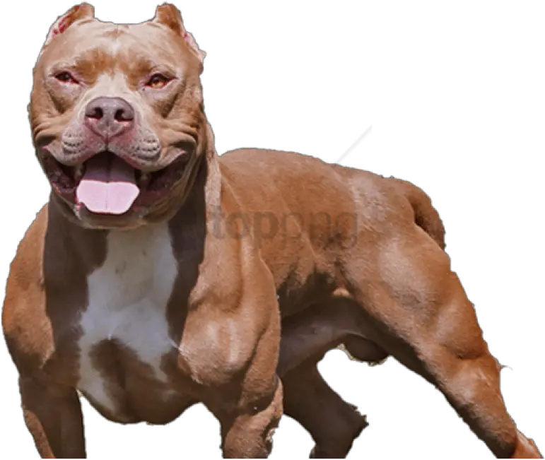  Dog Png Pitbull Images Transparent Background Pitbull Png Pitbull Png