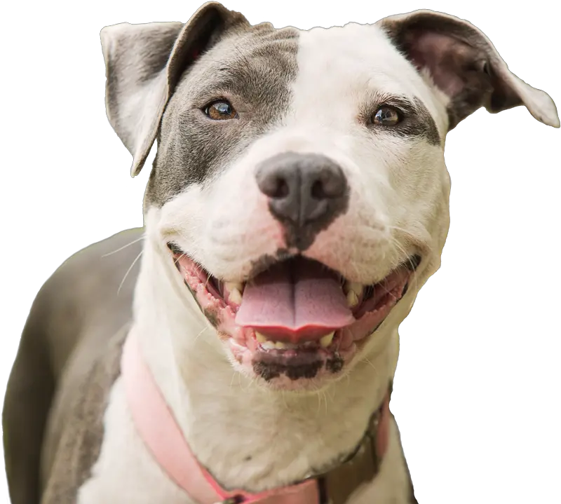  Fayette Regional Humane Happy Pitbull Png Pitbull Png