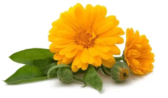  Calendula U2013 Skin Conditions Ulcerative Colitis Natural Treatment Png Marigold Png