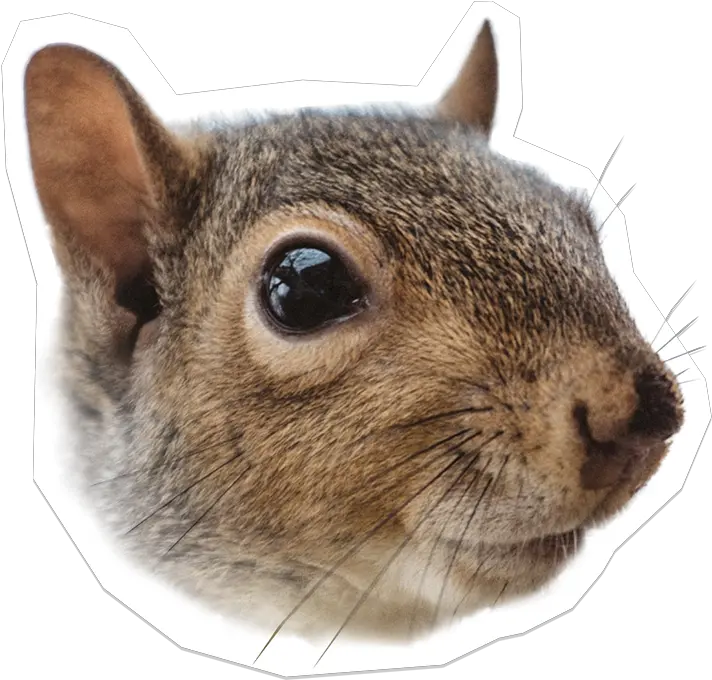  Squirrel Fox Squirrel Png Squirrel Transparent