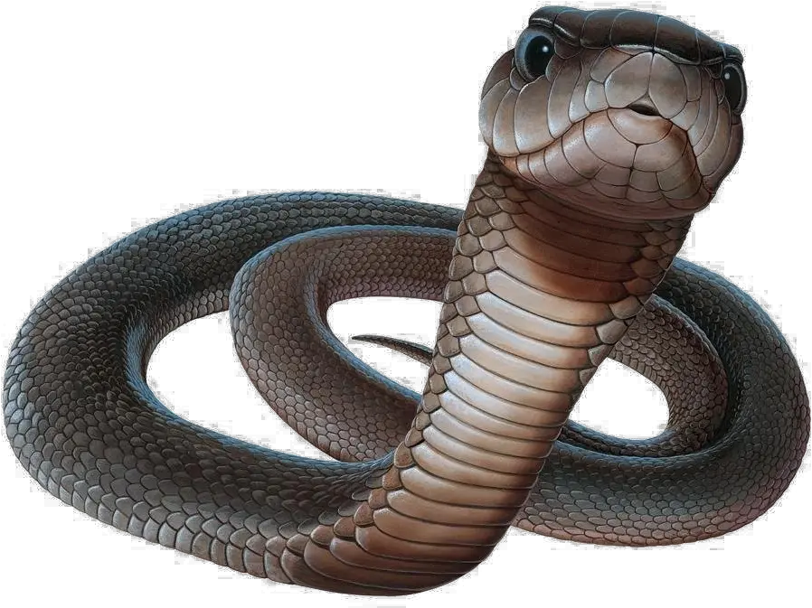  Black Mamba Png Black Mamba Snake Png Snakes Png