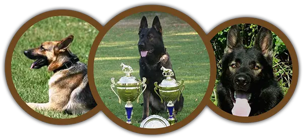  German Shepherd Breeder In Tennessee Collar Png German Shepherd Transparent