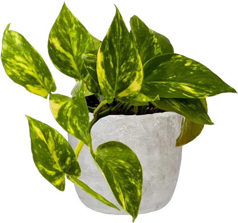  170mm Epipremnum Devils Ivy In Cement Pot Flowerpot Png Hanging Ivy Png