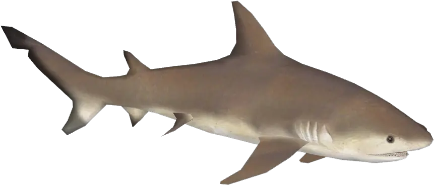  Download Bull Shark Png Great White Shark Shark Transparent