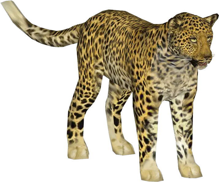  Indian Leopard Indian Leopard Png Leopard Png