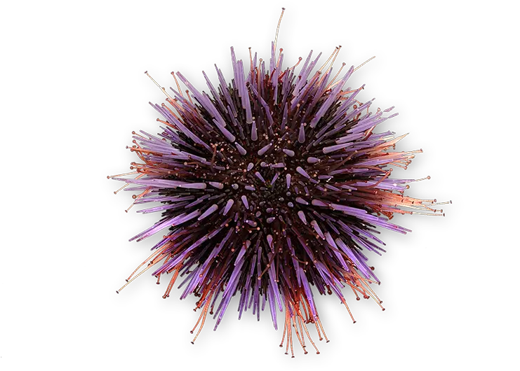  Purple Urchin 1 Png Purple Sea Urchin Sea Urchin Png