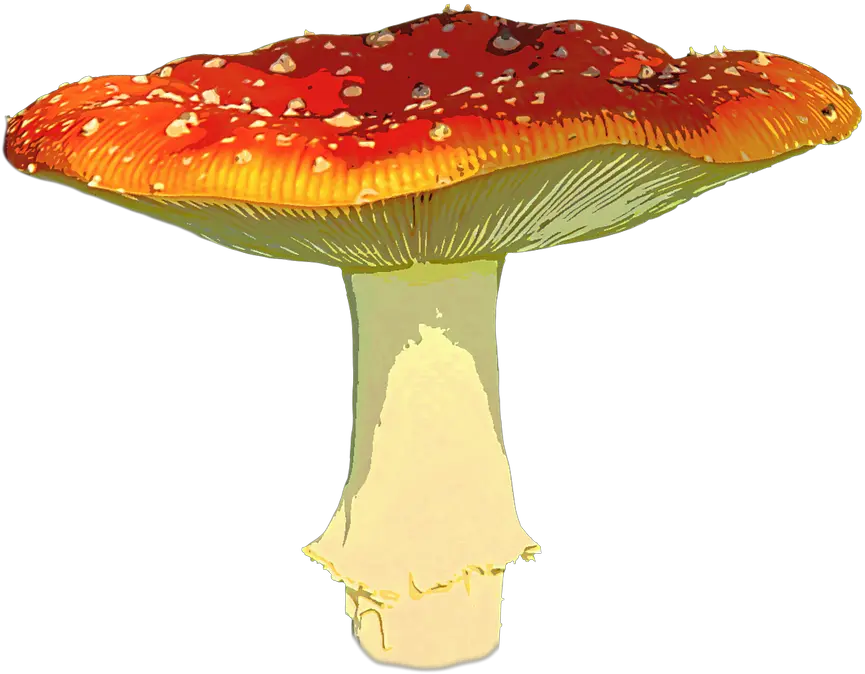  Free Transparent Mushroom Png Download Amanita Muscaria Png Mushroom Transparent