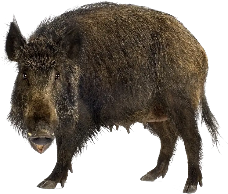  Boar Png Images Free Download Wild Pig Wild Boar Png Hog Png