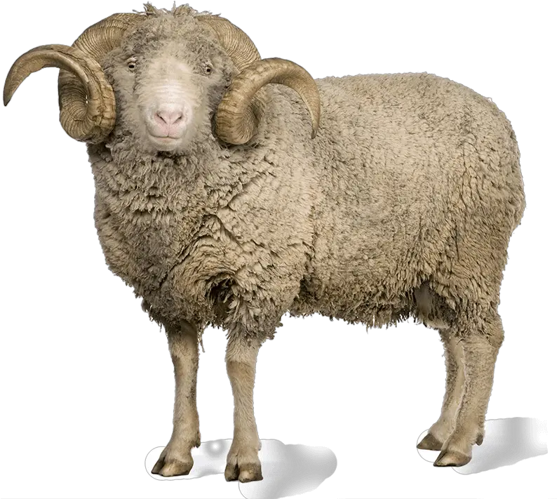  Sheep Png Images Picture Male Sheep Png Sheep Png