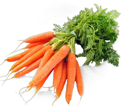  Download 8 Months Ago 1169 121 Carrots Png Carrot Transparent Background