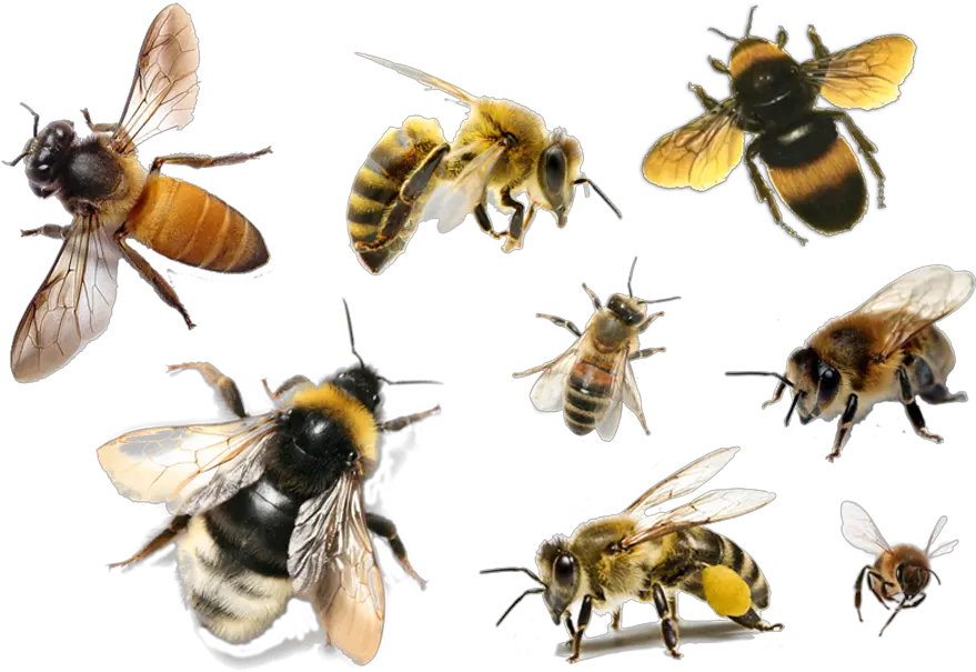  Bee Png Free Download Bees Png Transparent Bee Png