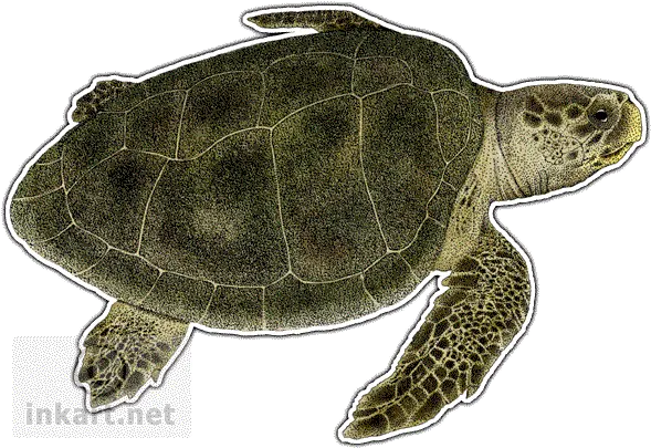  Kempu0027s Ridley Sea Turtle Decal Olive Ridley Turtles Png Ridley Png