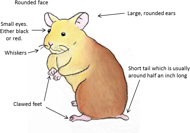  Native To Europe And Northern Asia Animal Figure Png Hamster Png