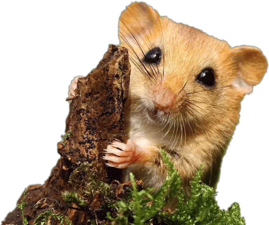  Dormouse Transparent Png Dormouse Transparent Background Hamster Png