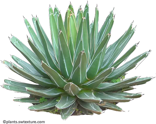  Tropical Plant Pictures August 2010 Agave Plants Png Plant Transparent Background