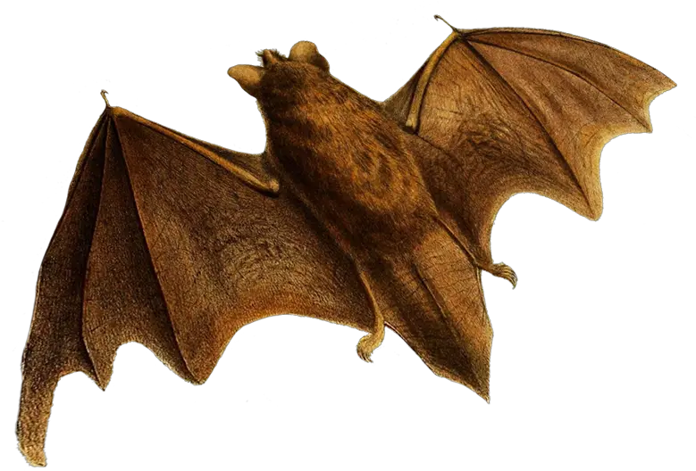  Bat No Background Little Brown Myotis Png Bat Transparent Background