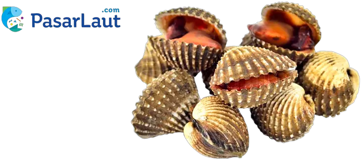  Clam Clipart Kerang Kerang Clipart Png Clam Png