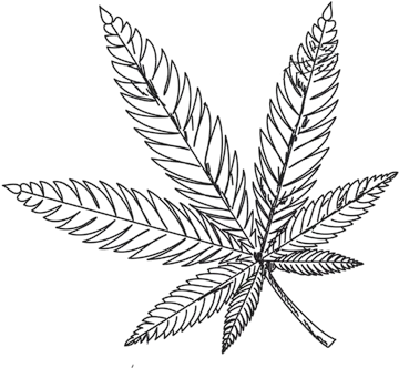  The Green Rush Illustration Png Marijuana Leaf Transparent