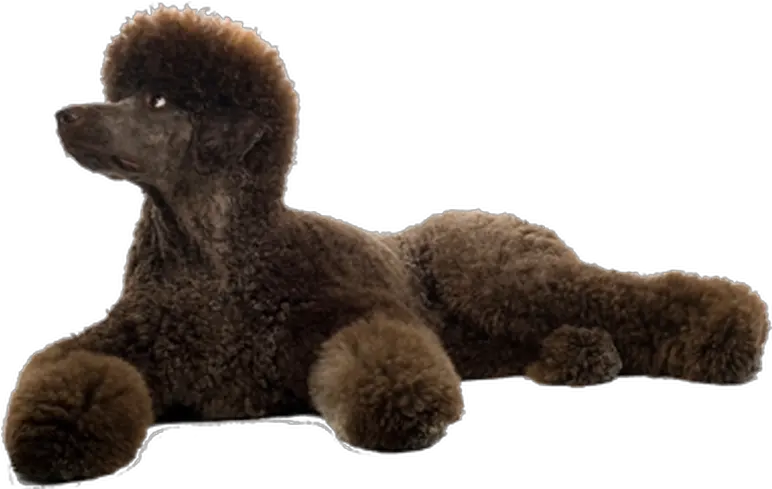  Download Grooming Your Standard Poodle Standard Poodle Png Poodle Png