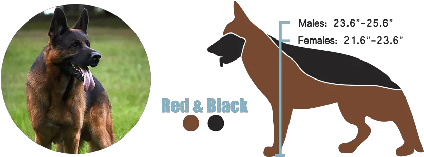  European Versus American German Shepherds German Vs American German Shepherd Png German Shepherd Png