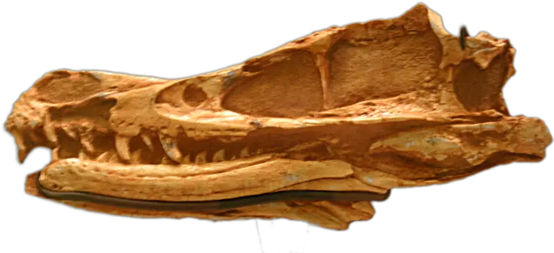  Filevelociraptor Mongoliensis Amnh 6515png Velociraptor Skull Fossil Velociraptor Png