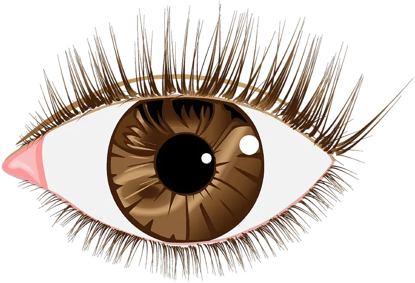  Download Eye Lashes Images Brown Eyes Transparent Png Clear Png