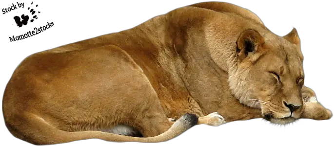  Cut Out Stock Png 41 Sleeping Lioness Sleeping Lion No Background Lioness Png