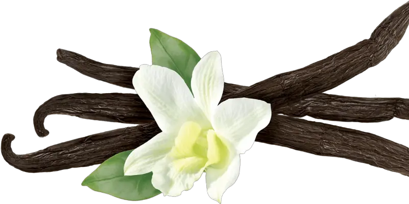  Vanilla Flower Png Picture Vanilla Meaning In Hindi Vanilla Png