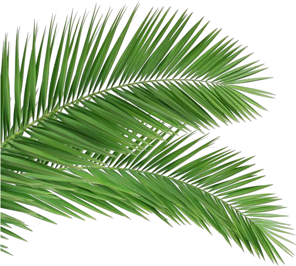  Back Palm Tree Branch Png Full Size Png Download Seekpng Palm Sunday 2020 Palm Tree Leaf Png