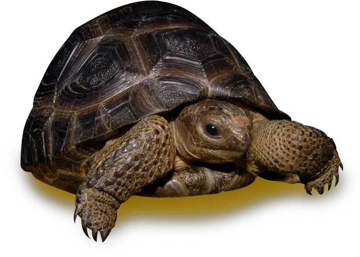  Download Aldabra Tortoise Desert Tortoise Png Tortoise Png