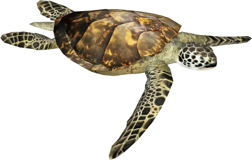  Olive Ridley Turtle Png Sea Turtle Png Tortoise Png