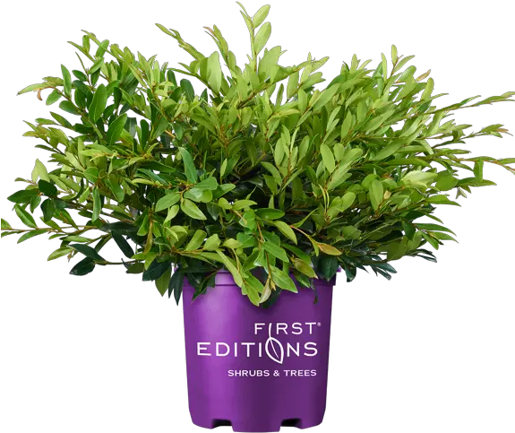  Vintage Jade Distylium First Editions First Editions Vintage Jade Distylium Png Shrub Png