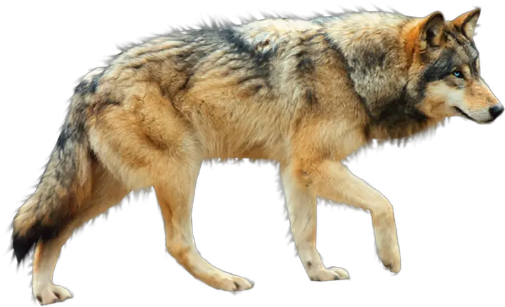  Download Wolf Png Transparent Wolf Transparent