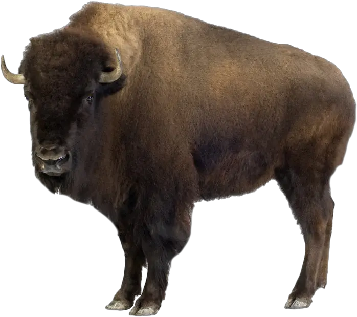  Bison Png Picture Bison Meaning In Hindi Bison Png